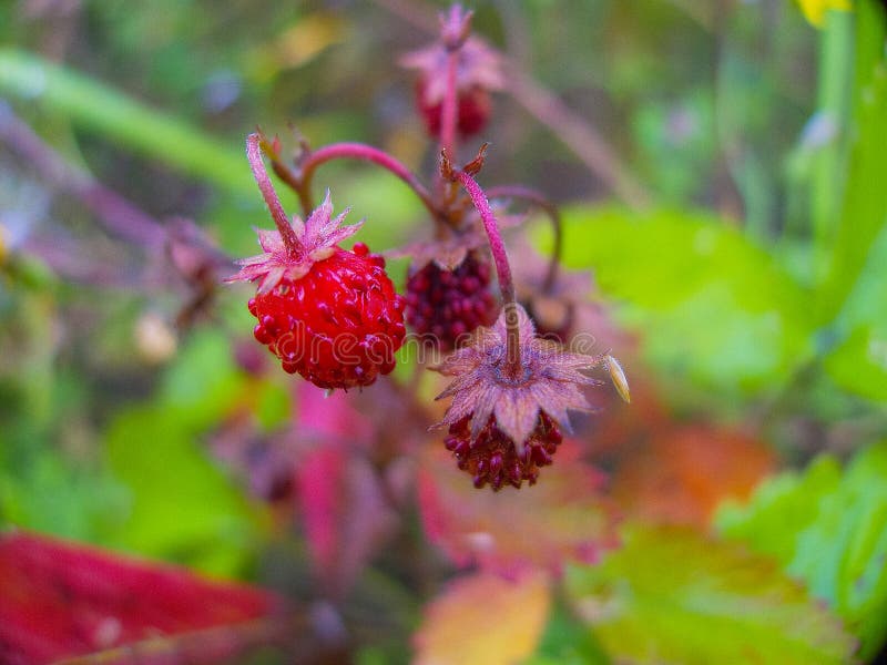 A forest berry stock photo. Image of field, details 125760938