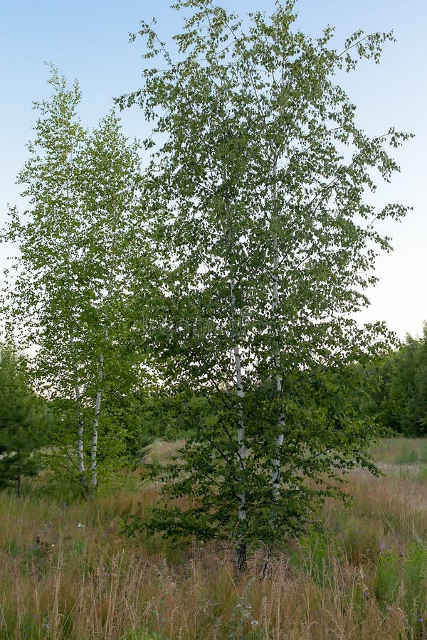 Forest Birch Tree Sunlight Backlight. Birch Tree Forest Scene. Birch Forest View Stock Photo