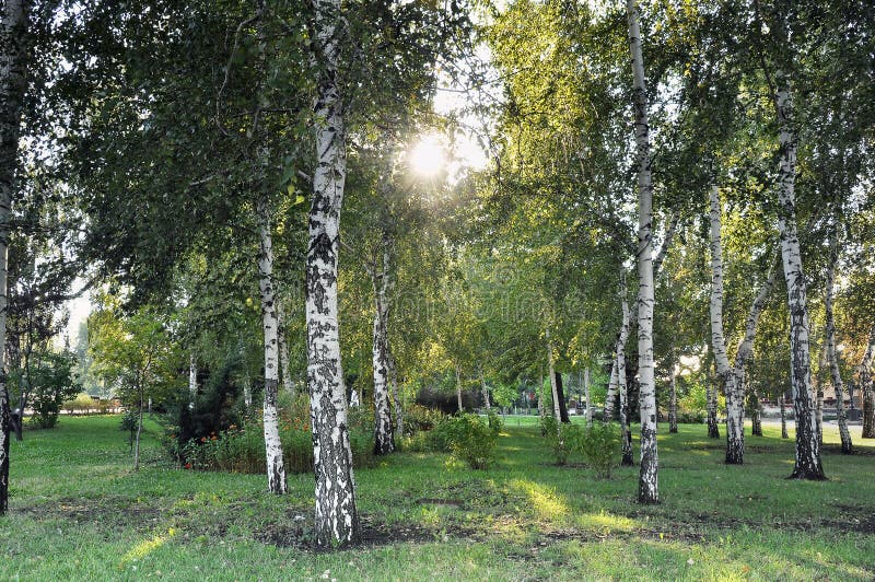 Forest of birch trees