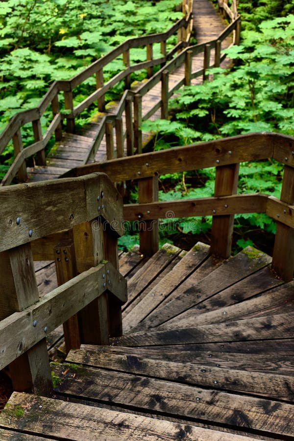 Forest Boardwalk