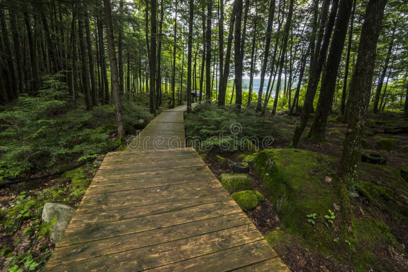 Forest Boardwalk