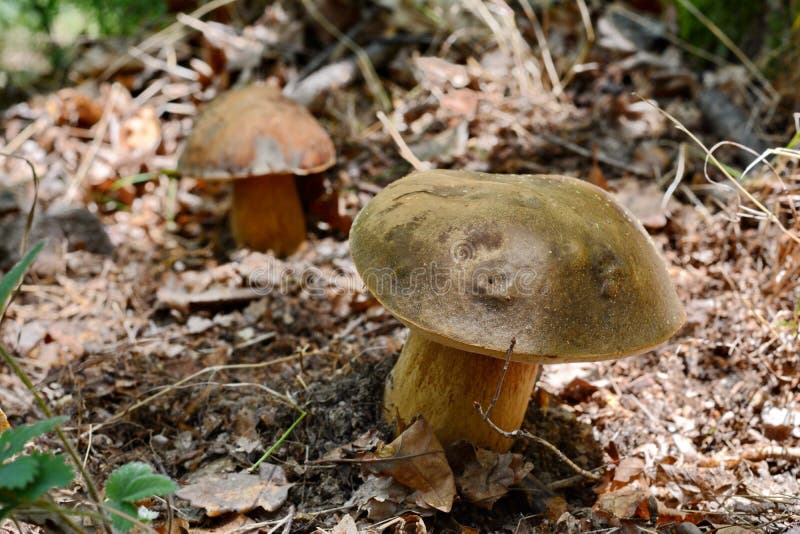 Forest boletus mushrooms on the ground. royalty free stock images Forest boletus mushrooms on the ground. royalty free stock images
