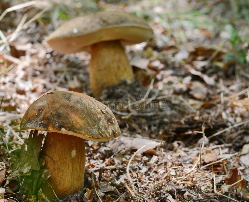 Forest boletus mushrooms on the ground. stock images Forest boletus mushrooms on the ground. stock images