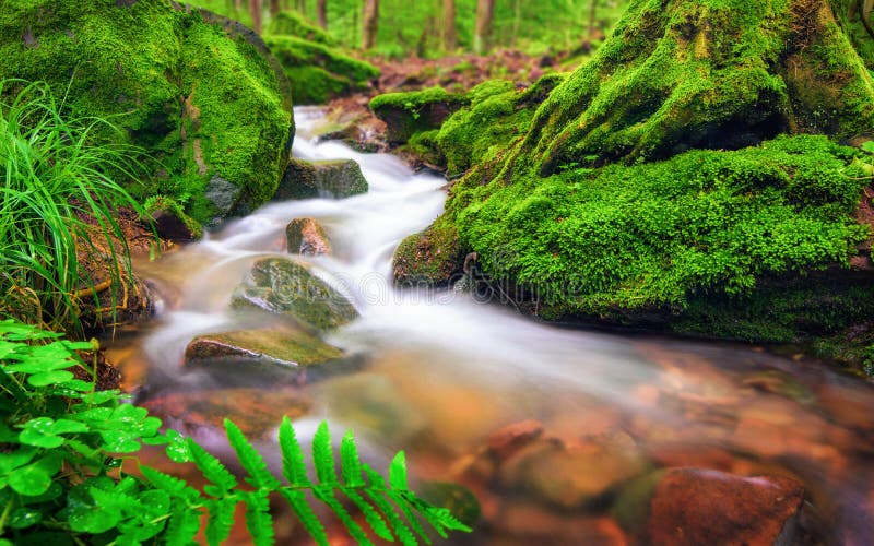 Forest Brook in Mosscovered Environment Stock Photo Image of outdoor