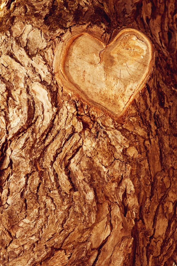 Forest brown wooden background. Texture forest wooden tree bark