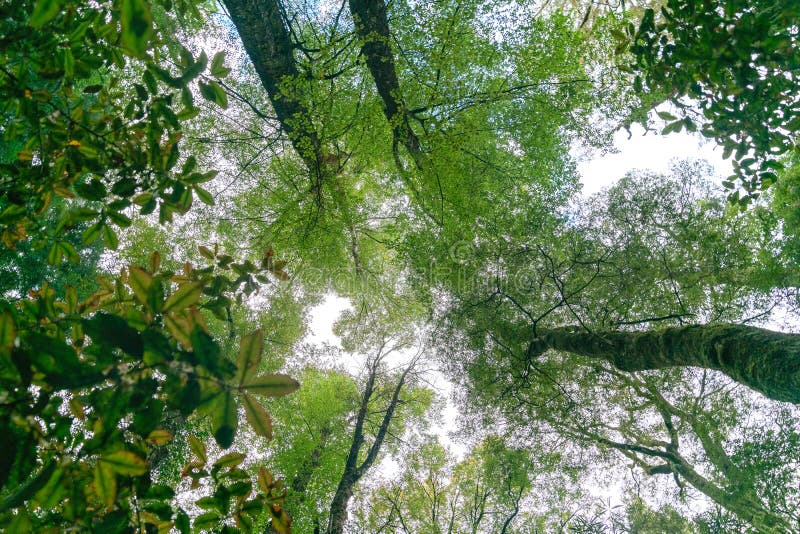 Forest canopy above stock photo. Image of environment - 136301042