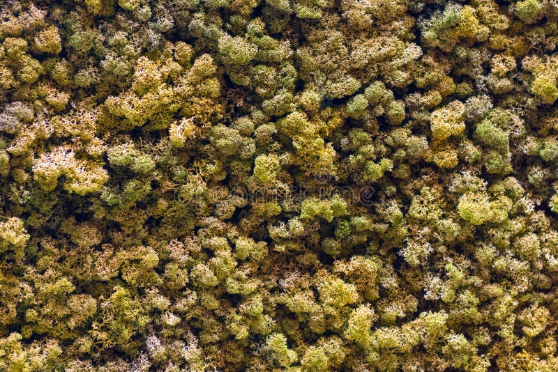 Forest Canopy artificiel photo stock Forest Canopy artificiel photo stock