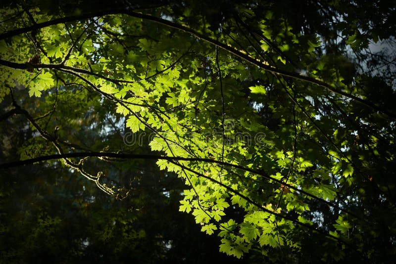 Forest Canopy, Pacific Northwest Stock Image Image of moss, outdoors