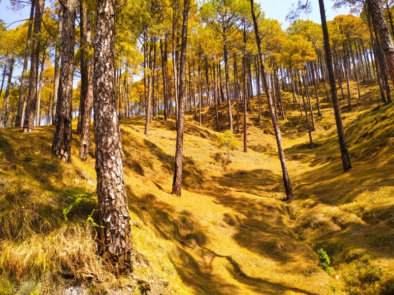 Forest of Cedar trees stock photo. Image of season, scenic 247007880