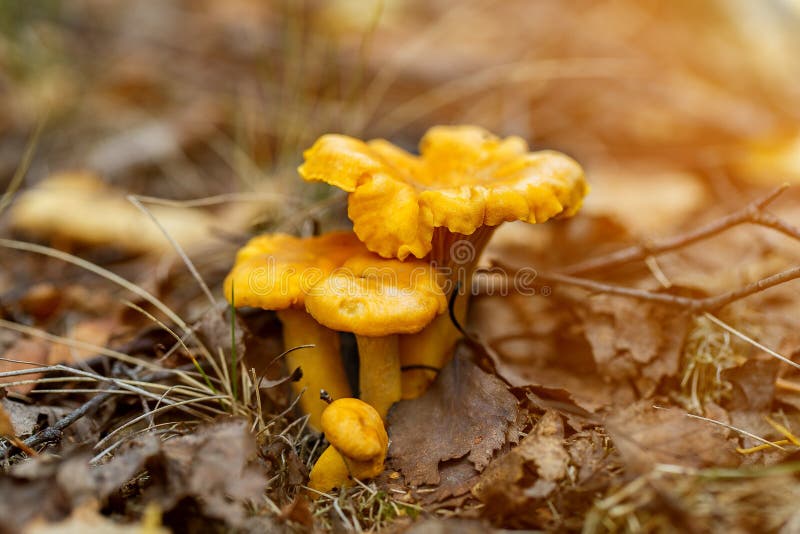 Forest Chanterelle Mushrooms in the Grass. Cantharellus Cibarius Stock