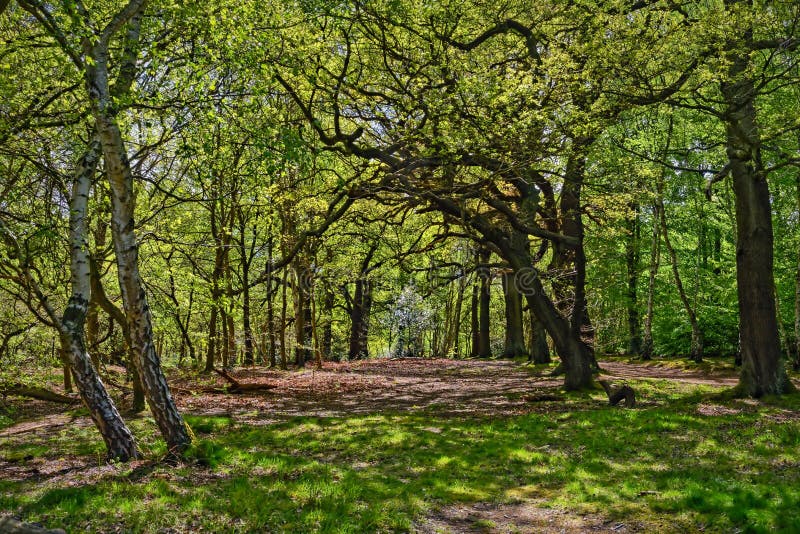 A Long Path through the Trees To a Sherwood Forest Clearing Stock Photo