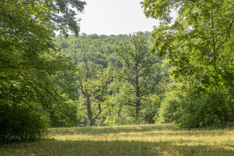 Forest Clearing with Oak Trees and Meadow in Front of Forested Hills Stock Image Image of