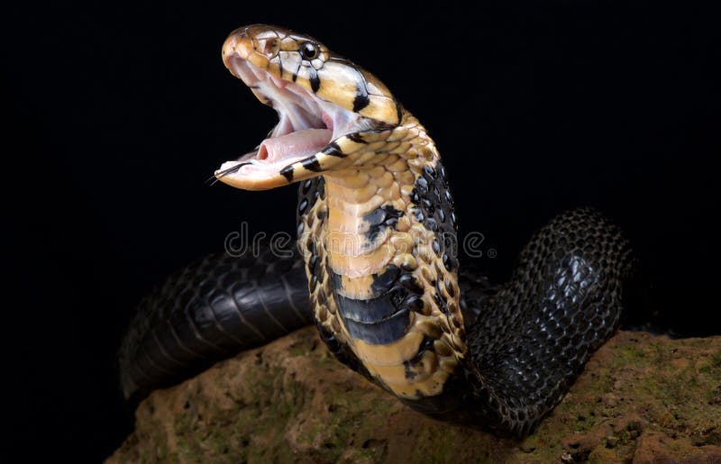 Biting Cobra Snake Stock Photos - Free & Royalty-Free Stock Photos from  Dreamstime