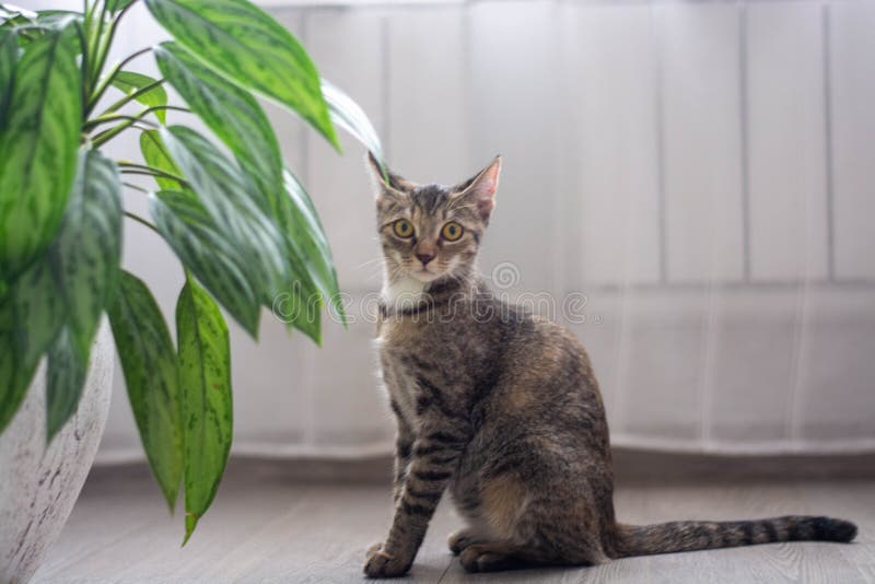 A Forest-colored Cat, at Home Near a Potted Plant. Cats and House Flowers, Dangers To the Life of Animals at Home. Stock Photo - Image of view, inside: 258136416 A Forest-colored Cat, at Home Near a Potted Plant. Cats and House Flowers, Dangers To the Life of Animals at Home. Stock Photo - Image of view, inside: 258136416
