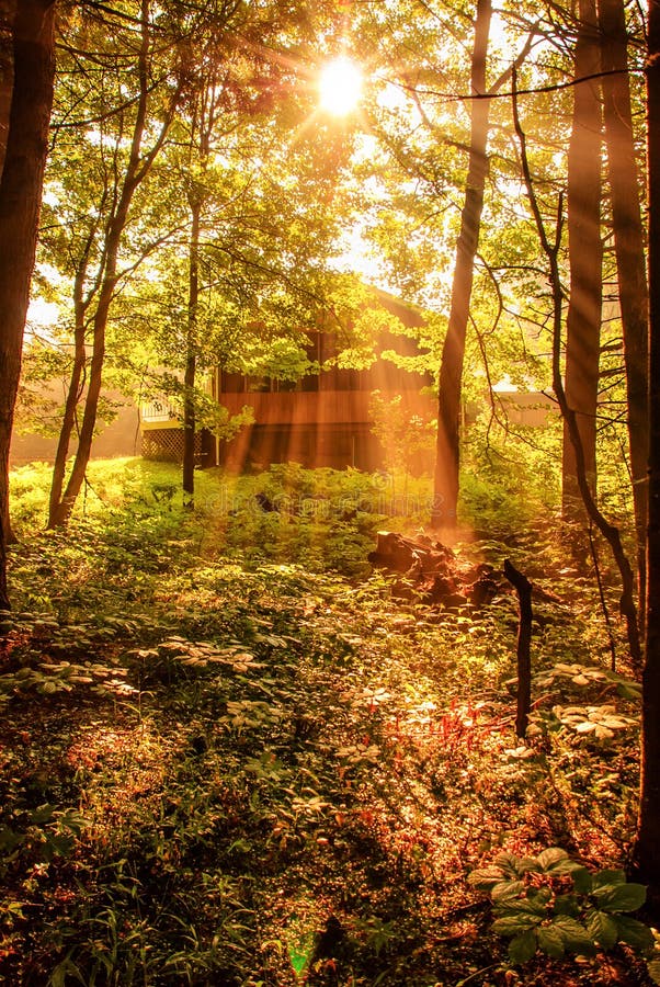 Forest Cottage stock image. Image of peaceful, green 44038667