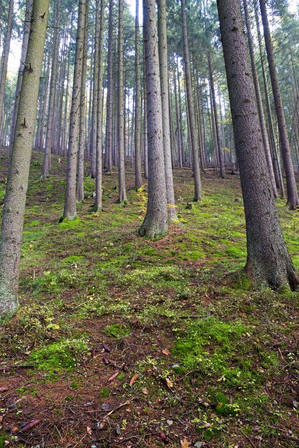 Forest covers moss