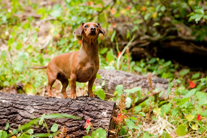 Daschund on a log in a forest with flowers. Log animal stock images, royalty-free photos and pictures