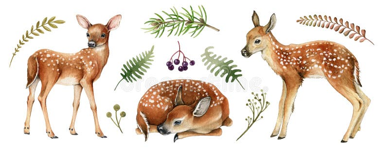 Forest deers. Beautiful fawn image. Watercolor bambi illustration. Wild young deer animal with white back spots, fern