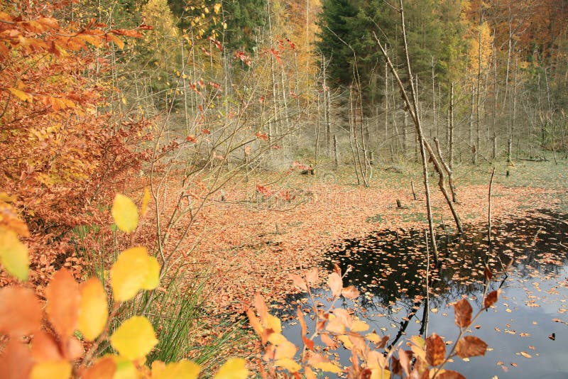 Forest in denmark