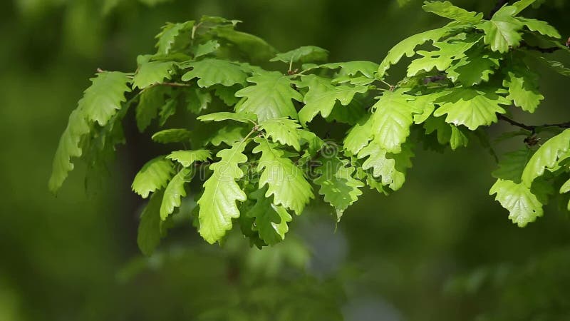 Forest detail, with young oak leaves