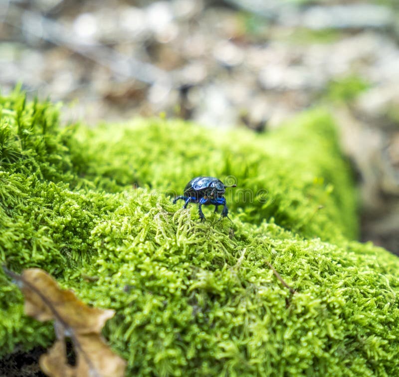 Dung beetle closeup stock photo. Image of habitat, geotrupidae 106284118