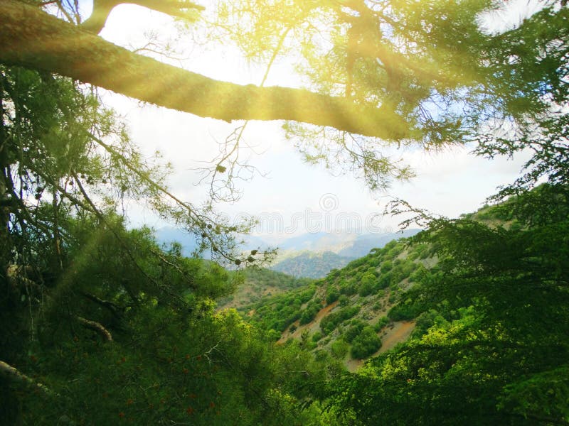 Forest in early morning mountains troodos landscape sea Cyprus i