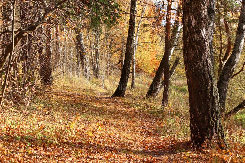 Forest edge between the birches royalty free stock photography Forest edge between the birches royalty free stock photography