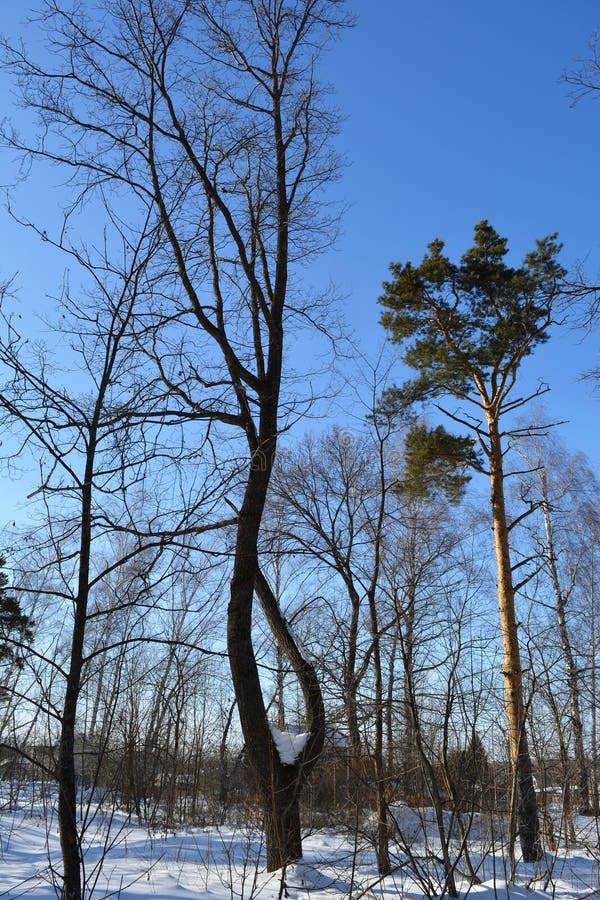 Forest edge in winter. Pine and bare deciduous trees on the background of blue sky royalty free stock photo