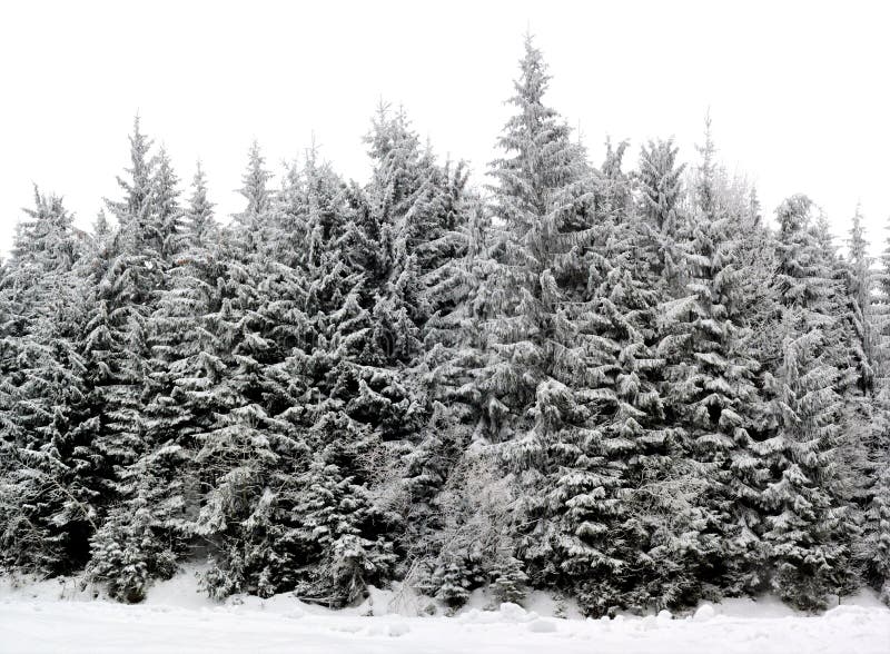 A forest of evergreen trees all covered with snow - perfect for background