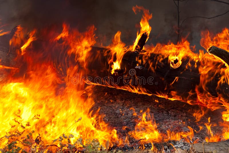 Forest fire stock images