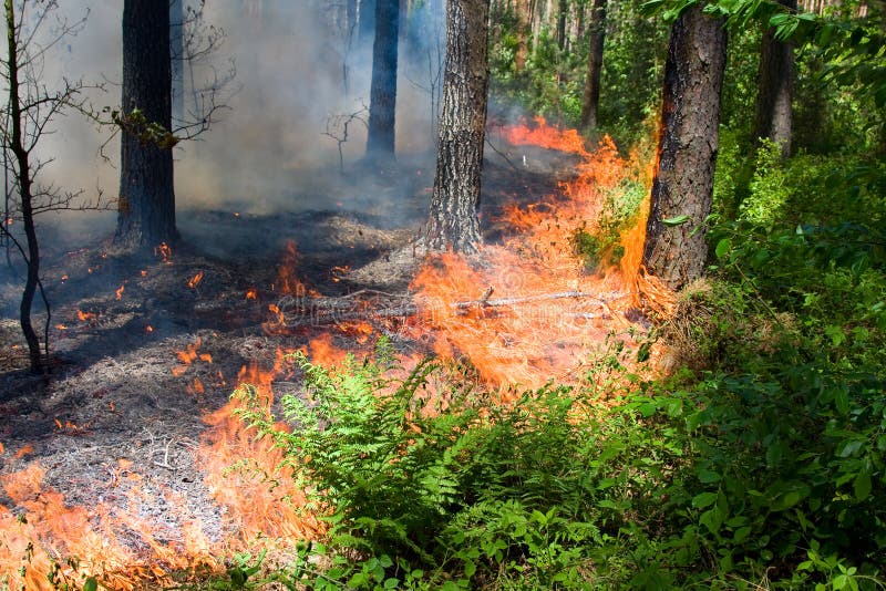 Forest Fire stock image. Image of burn, gusts, forest 19697673