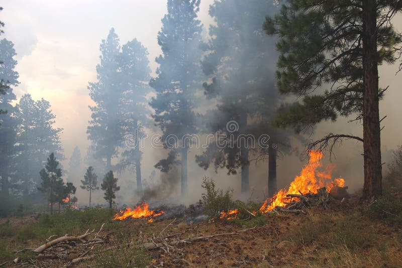 Forest Fire stock image. Image of summer, natural, forest 3152775