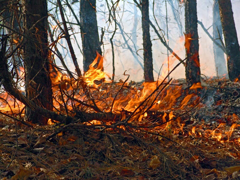 Download Forest fire. stock image. Image of ecology, smoke, leaves - 466267