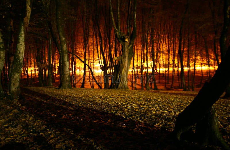Download Forest fire stock photo. Image of forests, ecosystem, natural - 8329204