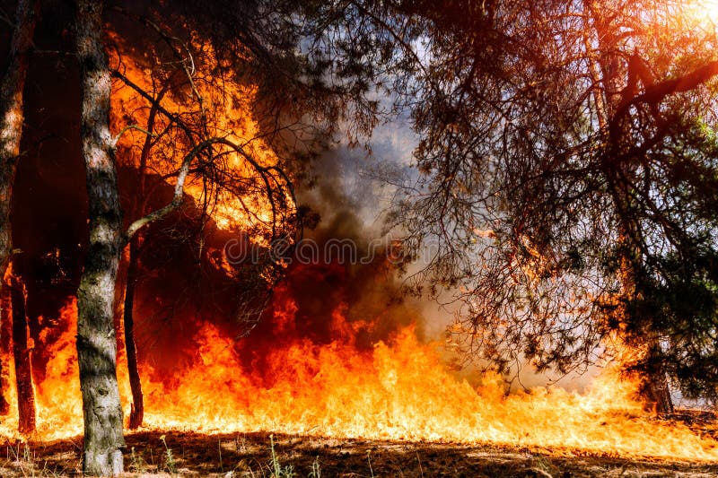 Forest Fire Aangewezen om wildfires of het voorgeschreven branden te visualiseren stock afbeeldingen Forest Fire Aangewezen om wildfires of het voorgeschreven branden te visualiseren stock afbeeldingen