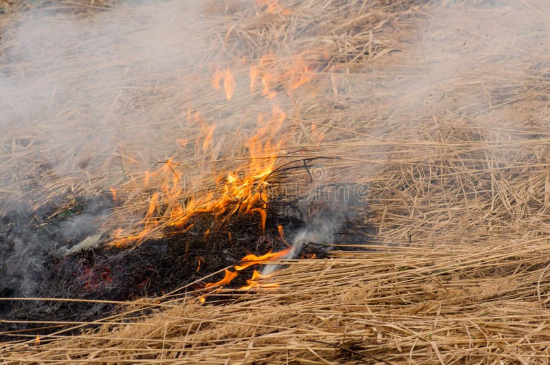 The Burning of Dry Grass. an Arid Summer. Smog Stock Image Image of