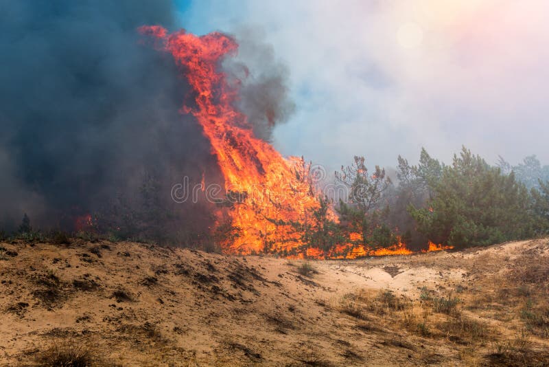 Forest Fire. Burned Trees after Forest Fires and Lots of Smoke Stock