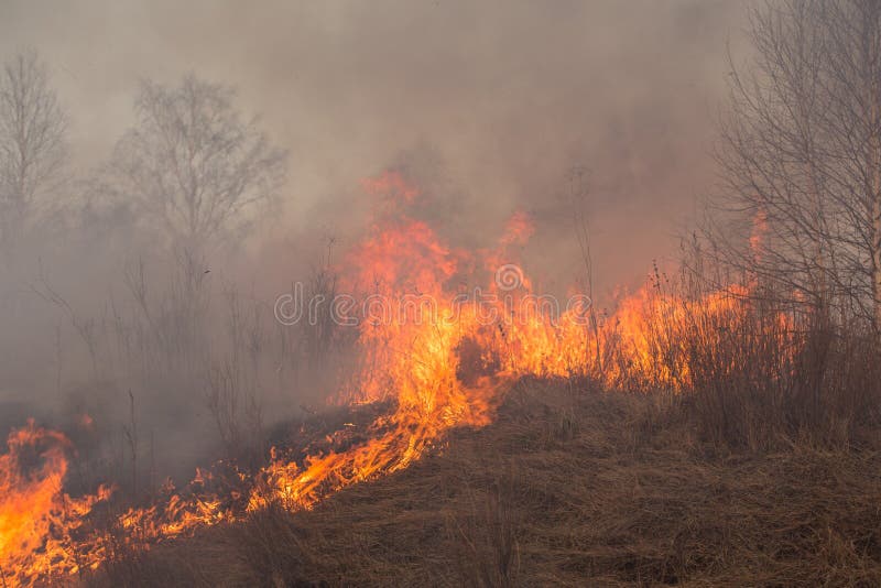Forest Fire Burning, Wildfire Close Up at Day Time Stock Photo Image of fireman, smoke 180353996