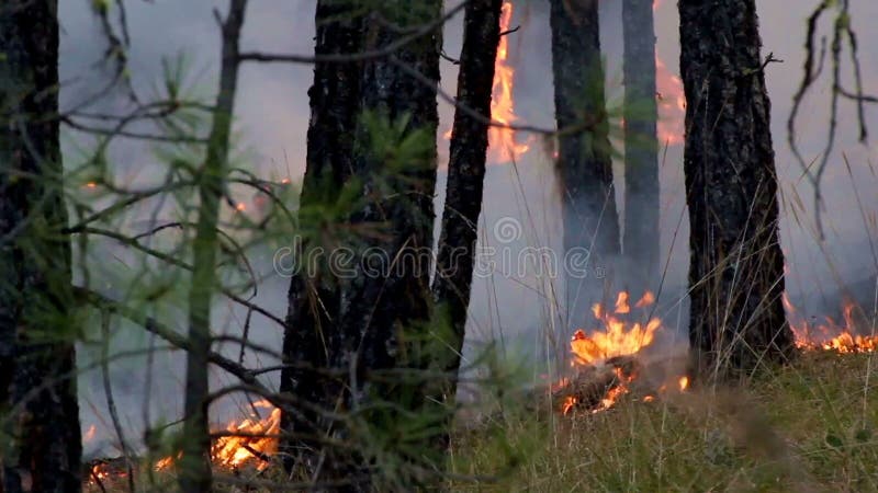 Forest Fire Cinemagraph Living Photo Stock Footage - Video of audio,  outdoors: 46773038