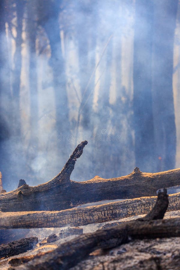 After Forest Fire Disaster is Burning Caused by Human Stock Photo