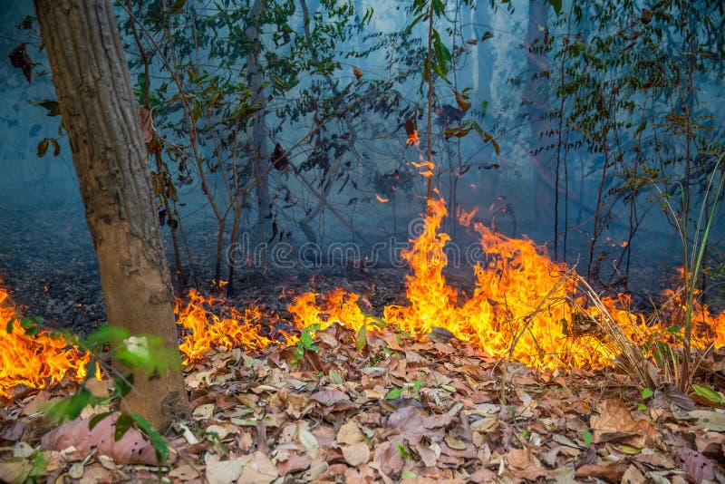 Forest Fire Disaster is Burning Caused by Human Stock Photo Image of
