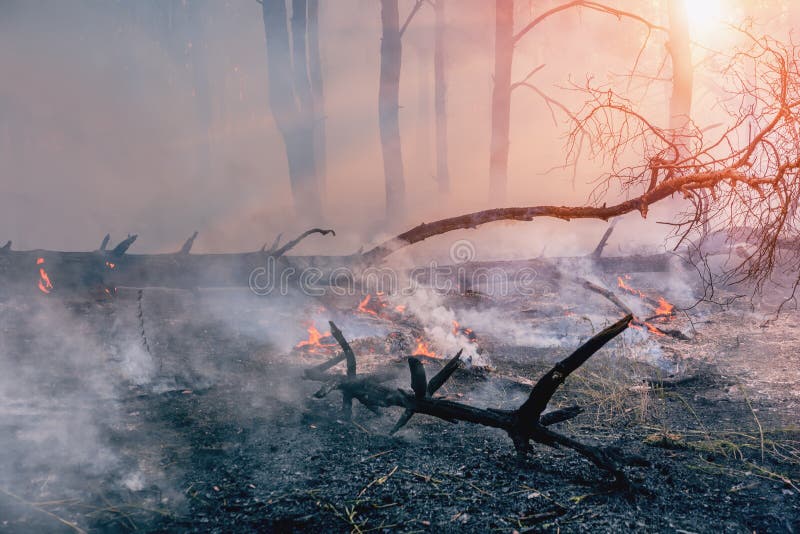 Forest fire. fallen tree is burned to the ground a lot of smoke when wildfire