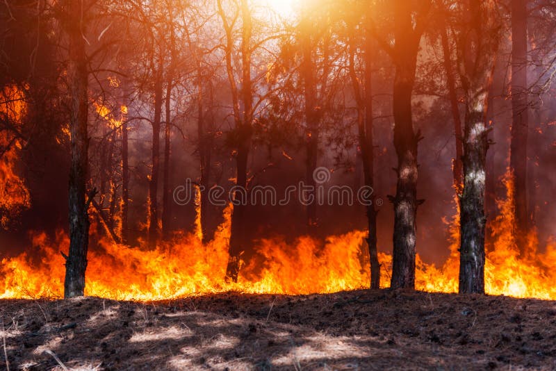 Forest Fire Gebrande bomen na bosbranden en veel rook royalty-vrije stock foto Forest Fire Gebrande bomen na bosbranden en veel rook royalty-vrije stock foto