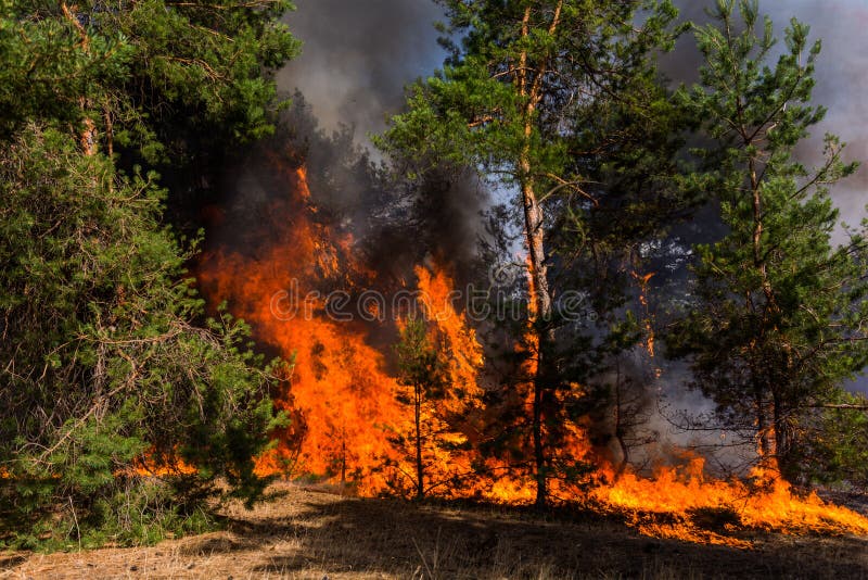 Forest Fire Gebrande bomen na wildfire, verontreiniging en heel wat rook stock foto Forest Fire Gebrande bomen na wildfire, verontreiniging en heel wat rook stock foto