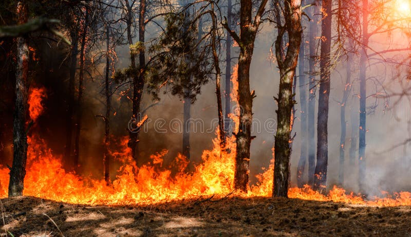 Forest Fire Gebrannte Bäume nach verheerendem Feuer, Verschmutzung und vielem Rauche