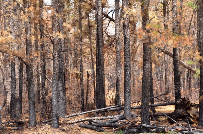 Forest Fire stock photo. Image of fire, pine, forest 145972244