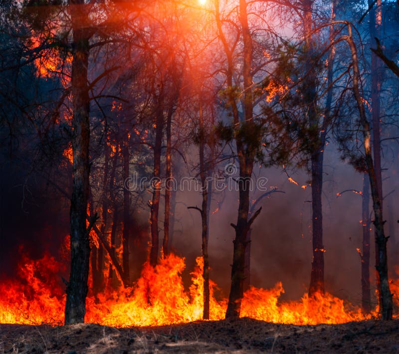 Forest Fire, Wildfire brandende boom in rode en oranje kleur