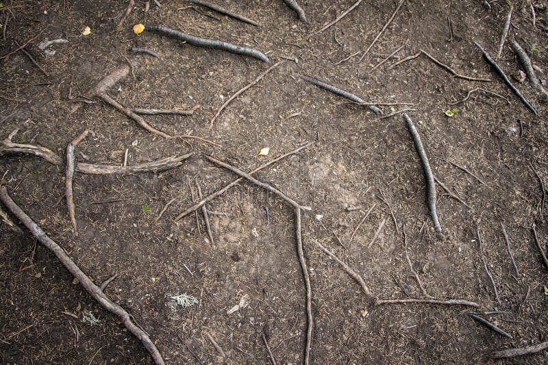 Forest Floor fotografie stock libere da diritti Forest Floor fotografie stock libere da diritti