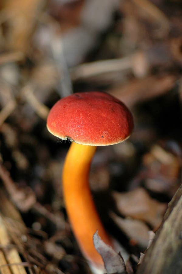 Forest floor