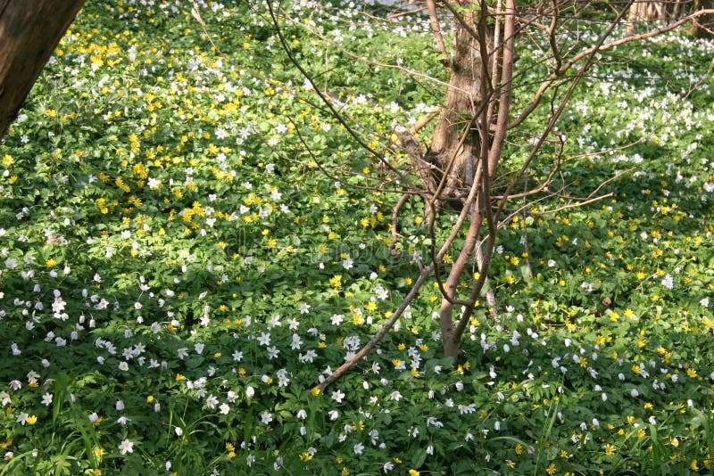 Forest floor stock image. Image of filled, local, spicies 74037411